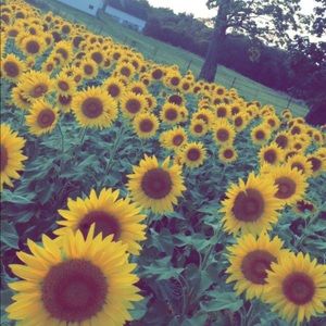 Meet your Posher, Candy is